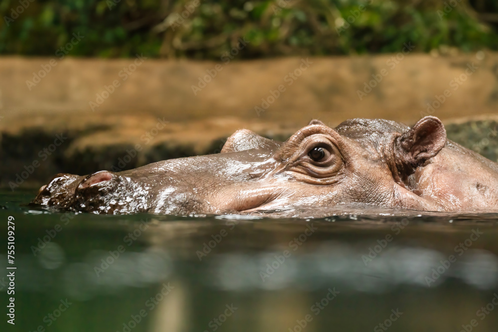 Fototapeta premium Hippopotamus , also shortened to hippo (pl.: hippos; Hippopotamus amphibius)
