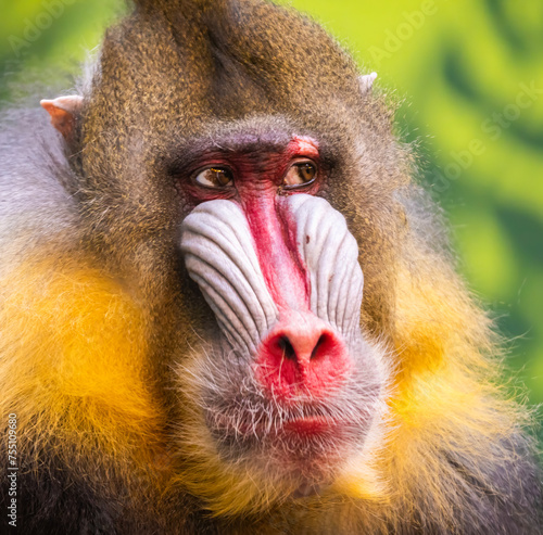 Male mandrill (Mandrillus sphinx) portrait photo