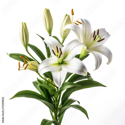 Lily, white background, professional photo сreated with Generative Ai © Andrii Yablonskyi