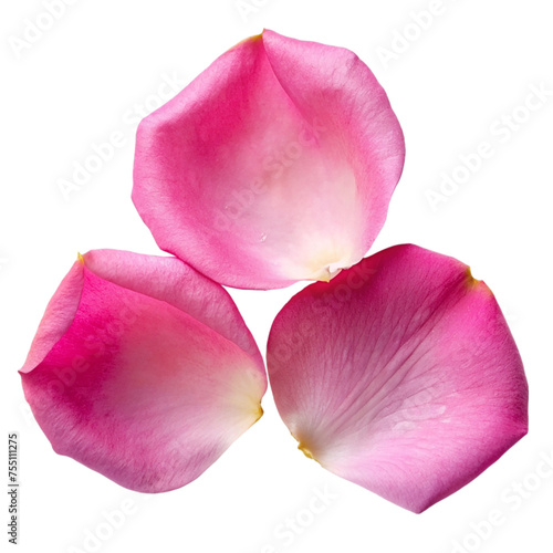 Wallpaper Mural Pink rose petals isolated on transparent background. Torontodigital.ca