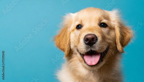 portrait of a happy goldne retriever dog puppy on a light blue background with space for text © Claudio