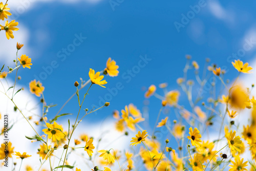 Yellow flowers with blue sky © Andrew