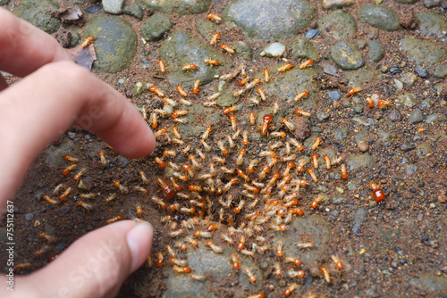 The termite on the ground is searching for food to feed the larvae in the cavity. photo