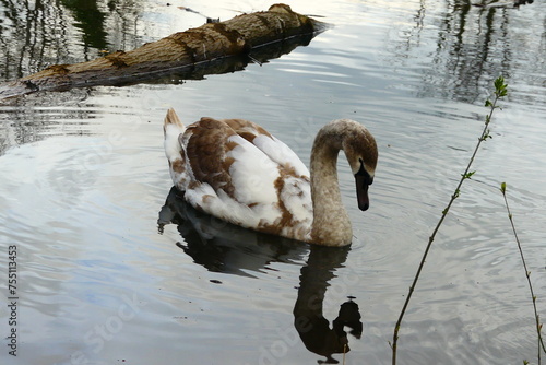 Schwan, Jungvogel im Teich photo