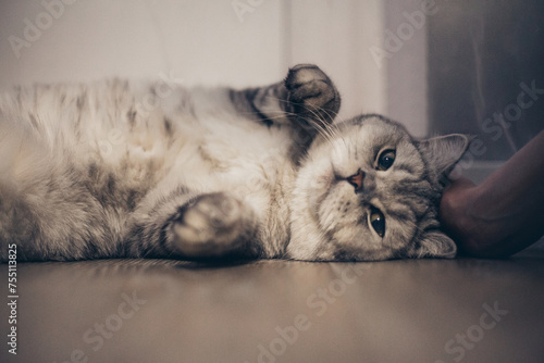 Canvastavla Lazy funny lovely fluffy cat lying on wooden floor