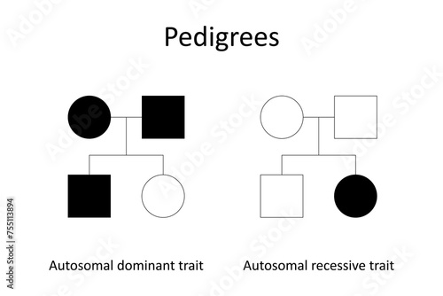 Pedigrees. Autosomal dominant trait and abtosomal recessive traite.