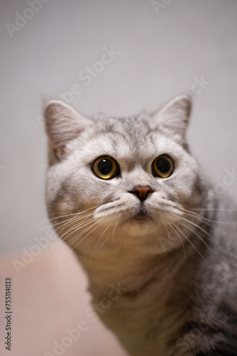 Blue tabby British Shorthair cat with orange eyes, grey cat relaxing on the floor of the house, handsome young cat posing and looking sideways.. © Тарас Белецкий
