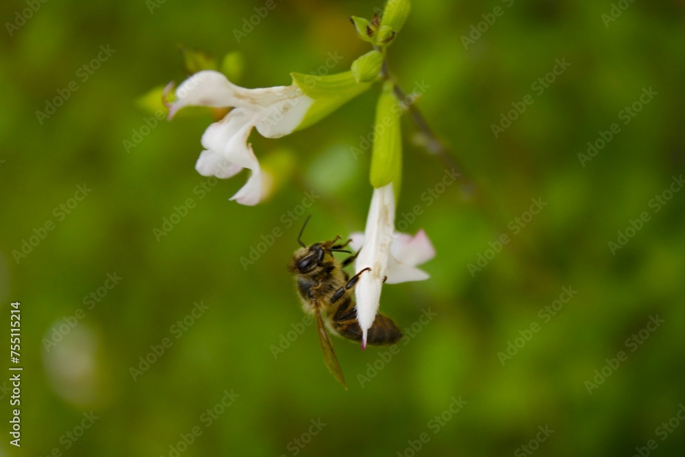 Fototapeta premium les petits insectes de notre jardin