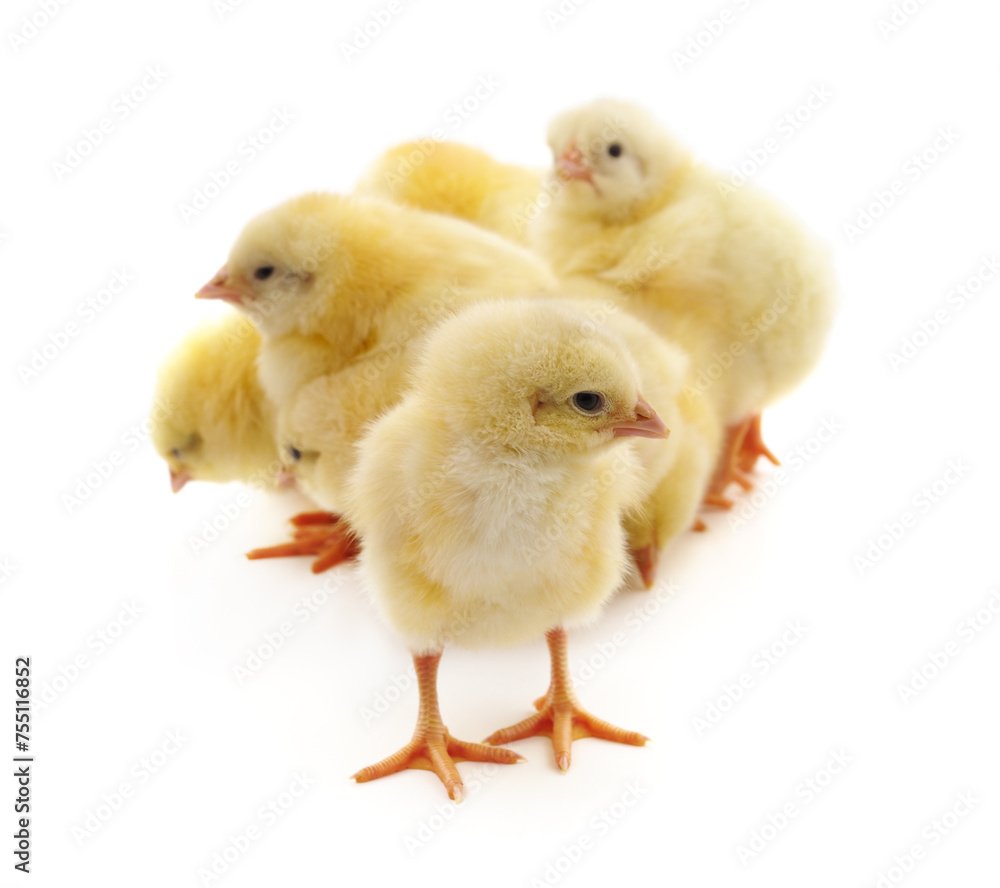 Obraz premium Group of yellow little chickens.