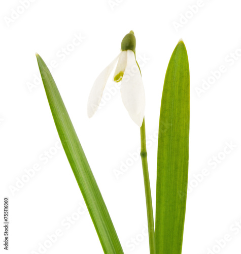 One white snowdrop with leaves.