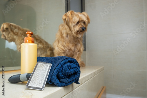 detail of dog grooming kit with a small light brown dog out of focus in the background. There is a towel, shampoo and brush for proper hygiene and care of your pet. photo