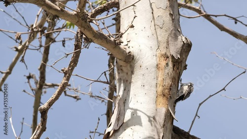 Nuttall's woodpecker (Dryobates nuttallii) is a medium-sized woodpecker native to California and northern Mexico. photo