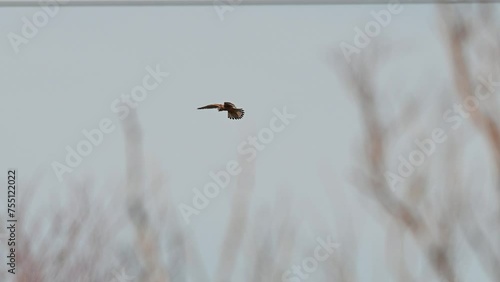 Common Kestrel, Falco tinnunculus, little bird of prey. A bird hovering against the sky in search of food. photo