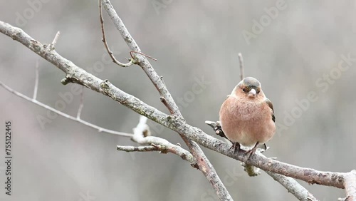 Common Chaffinch Fringilla coelebs in the wild. Close up. photo