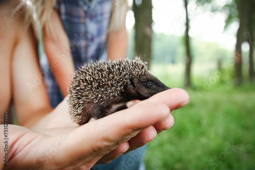 Small prickly hedgehog in the hands of green grass closeup photo