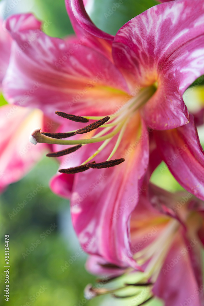 Lily