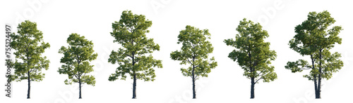 Cotinus obovatus frontal set trees (American Smoketree, Chittamwood Smokebush, Smoke Tree, Texas Smoke Tree, Wild Smoke Tree) isolated png on a transparent background premium cutout 