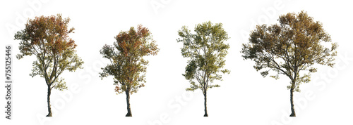 Morus alba frontal tree set (white, common, russian, silkworm mulberry) street summer isolated png on a transparent background perfectly cutout  photo