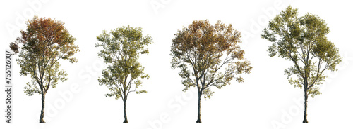 Morus alba frontal tree set (white, common, russian, silkworm mulberry) street summer isolated png on a transparent background premium cutout 