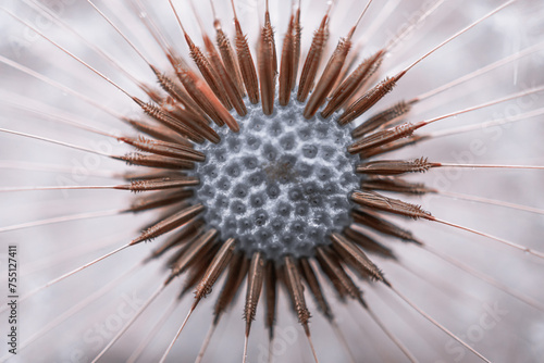 beautiful dandelion flower seed in springtime