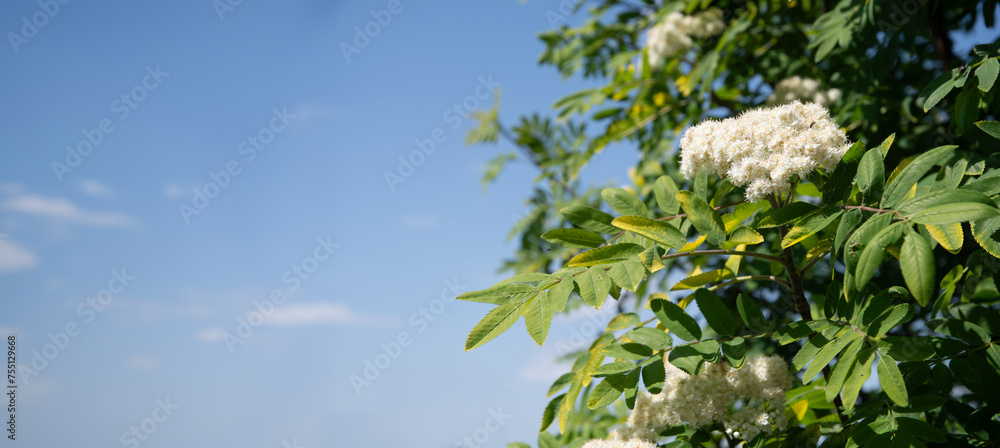 delicate white rowan flowers in early spring on tree,ingredient for alternative folk medicine,natural floral backgroun delicate white rowan flowers in early spring on tree,ingredient for alternative folk medicine,natural floral backgroun