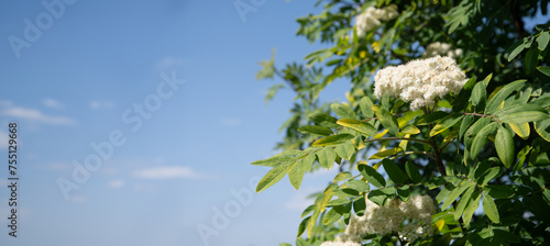 delicate white rowan flowers in early spring on tree ingredient for alternative folk medicine natural floral backgroun