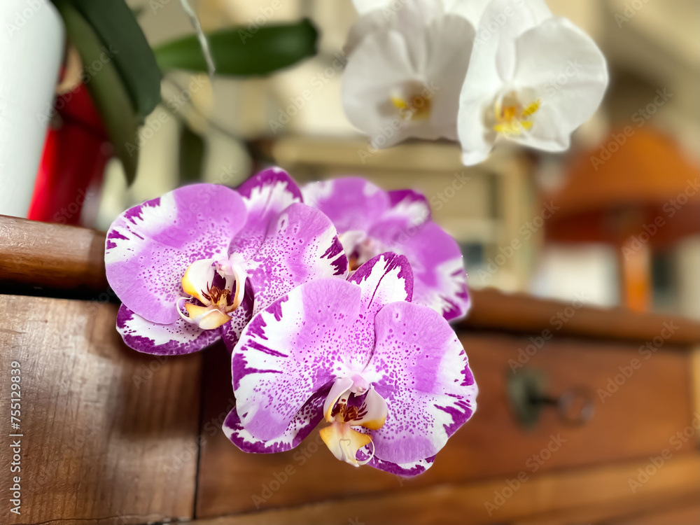 Orchidée