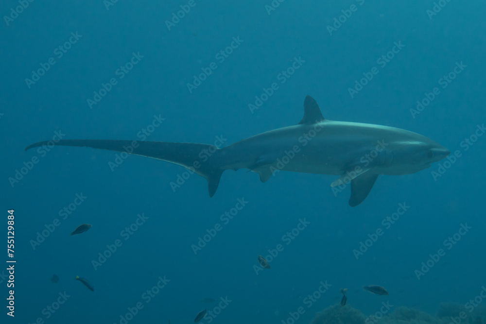 Thresher Shark swimming in the Sea of the Philippines
Thresher Shark swimming in the Sea of the Philippines
