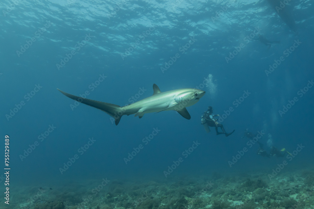 Fototapeta premium Thresher Shark swimming in the Sea of the Philippines 