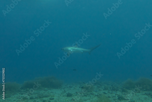 Thresher Shark swimming in the Sea of the Philippines 