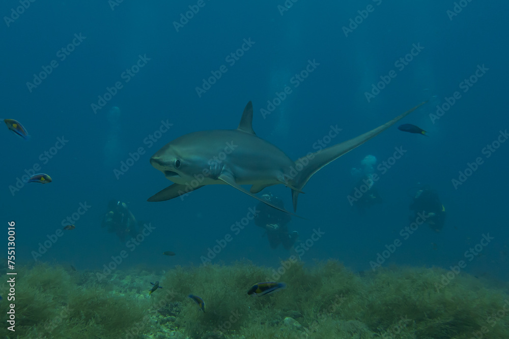 Obraz premium Thresher Shark swimming in the Sea of the Philippines 
