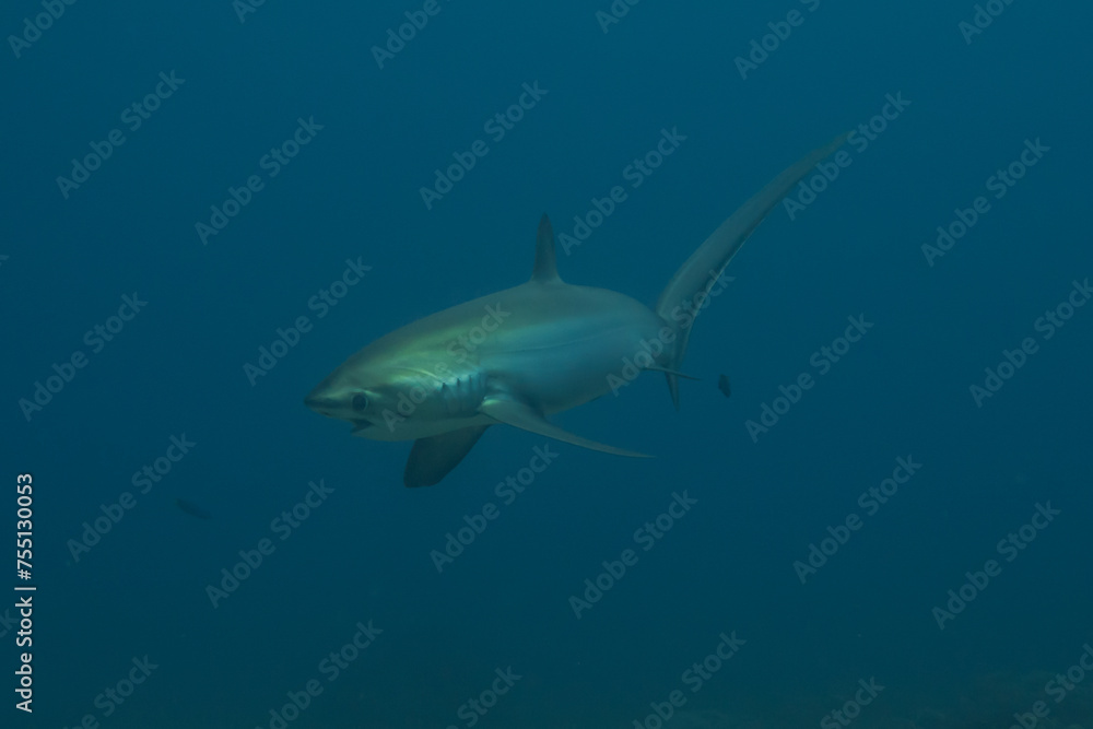 Thresher Shark swimming in the Sea of the Philippines
Thresher Shark swimming in the Sea of the Philippines