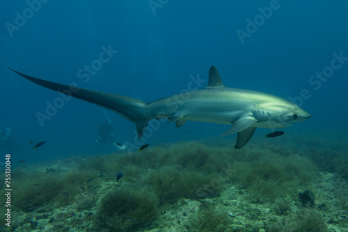 Canvas-taulu Thresher Shark swimming in the Sea of the Philippines