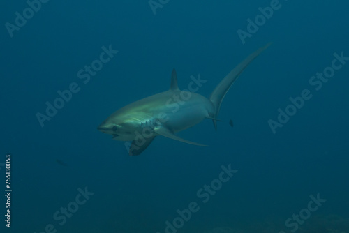 Thresher Shark swimming in the Sea of the Philippines 
