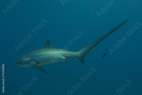 Thresher Shark swimming in the Sea of the Philippines © yeshaya