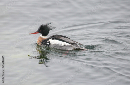 Red breasted Merganser photo