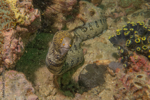 Wallpaper Mural Moray eel Mooray lycodontis undulatus in the Sea of the Philippines
 Torontodigital.ca