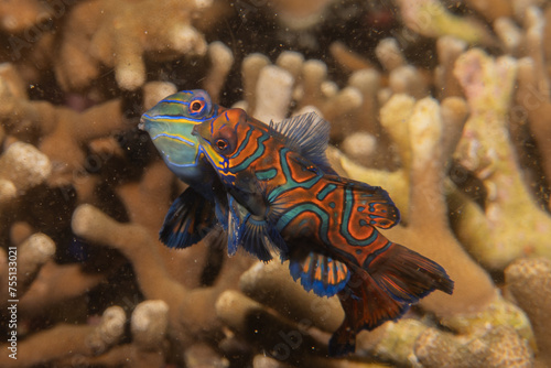 Mandarin fish swim in the Sea of the Philippines 