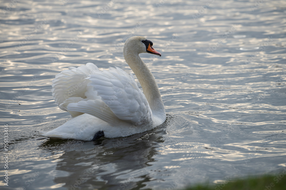 Fototapeta premium white swan on the lake