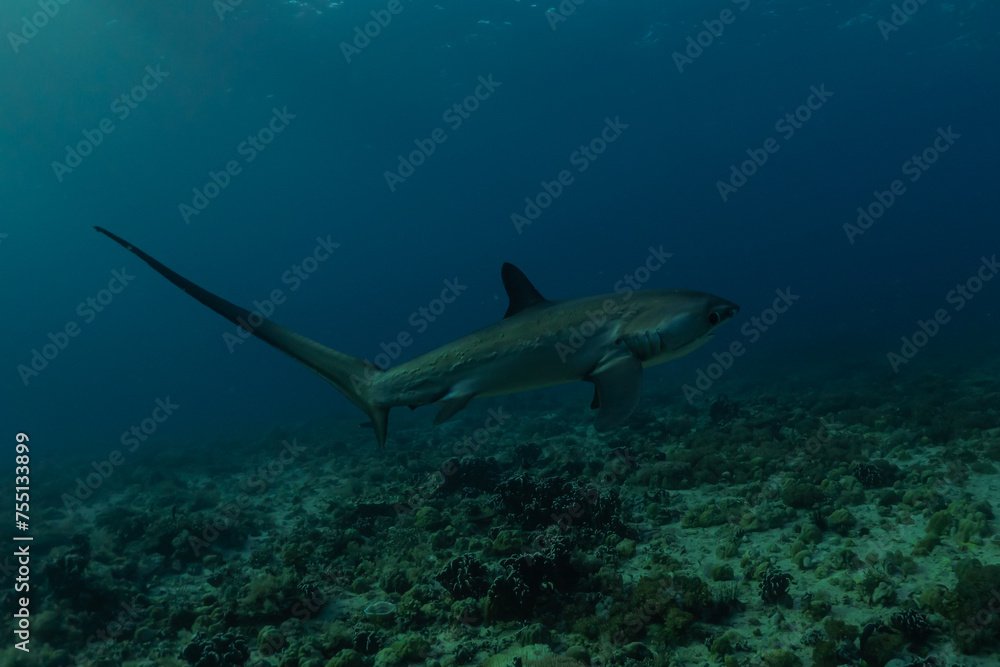 Naklejka premium Thresher Shark swimming in the Sea of the Philippines 