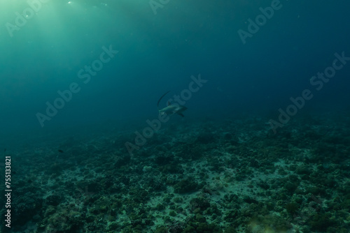 Coral reef and water plants at the Sea of the Philippines 