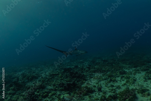 Thresher Shark swimming in the Sea of the Philippines 
