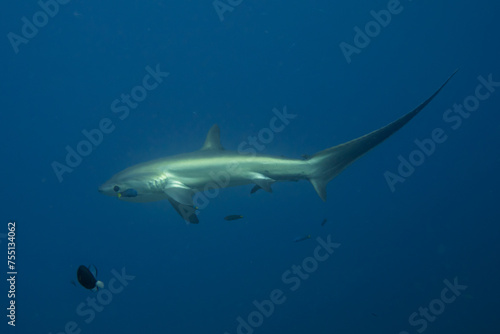 Thresher Shark swimming in the Sea of the Philippines 