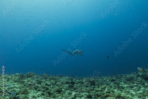 Thresher Shark swimming in the Sea of the Philippines  © yeshaya