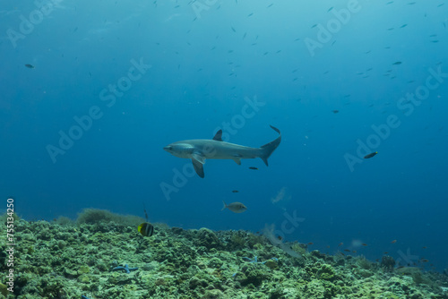 Thresher Shark swimming in the Sea of the Philippines  © yeshaya