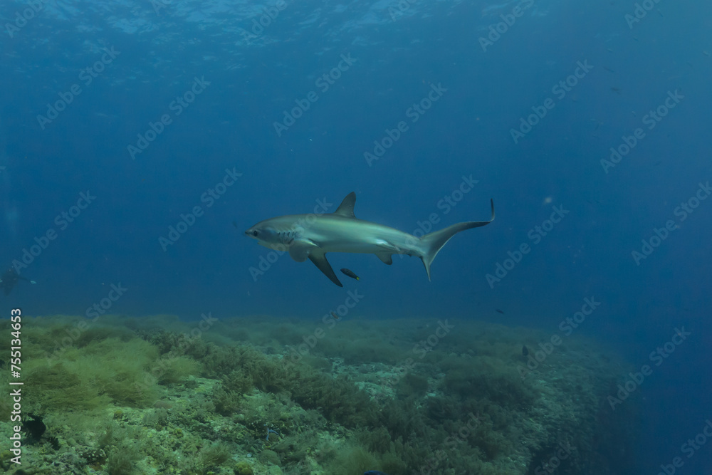 Thresher Shark swimming in the Sea of the Philippines
Thresher Shark swimming in the Sea of the Philippines