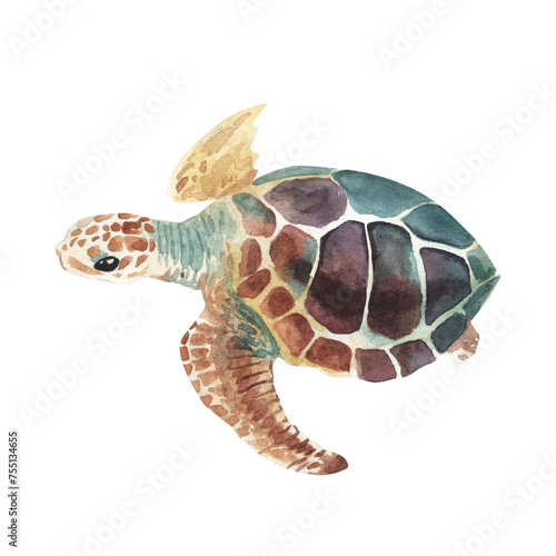 Sea turtle. Realistic, artistic, colored drawing of a sea turtle on a white background in a watercolor style. Sea Turtle Turquoise Oceanlife Art