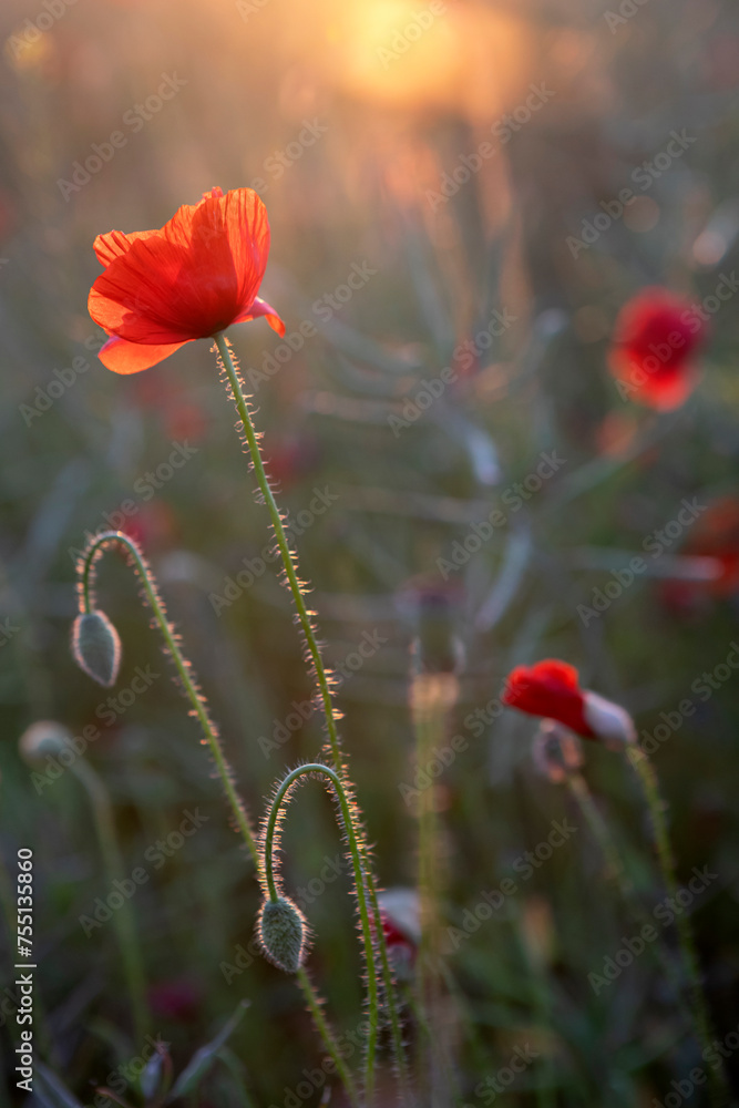 Poppy