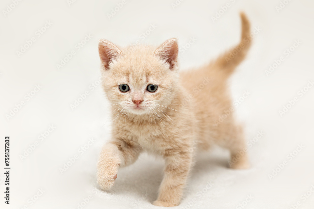 A little kitten of the British shorthair breed