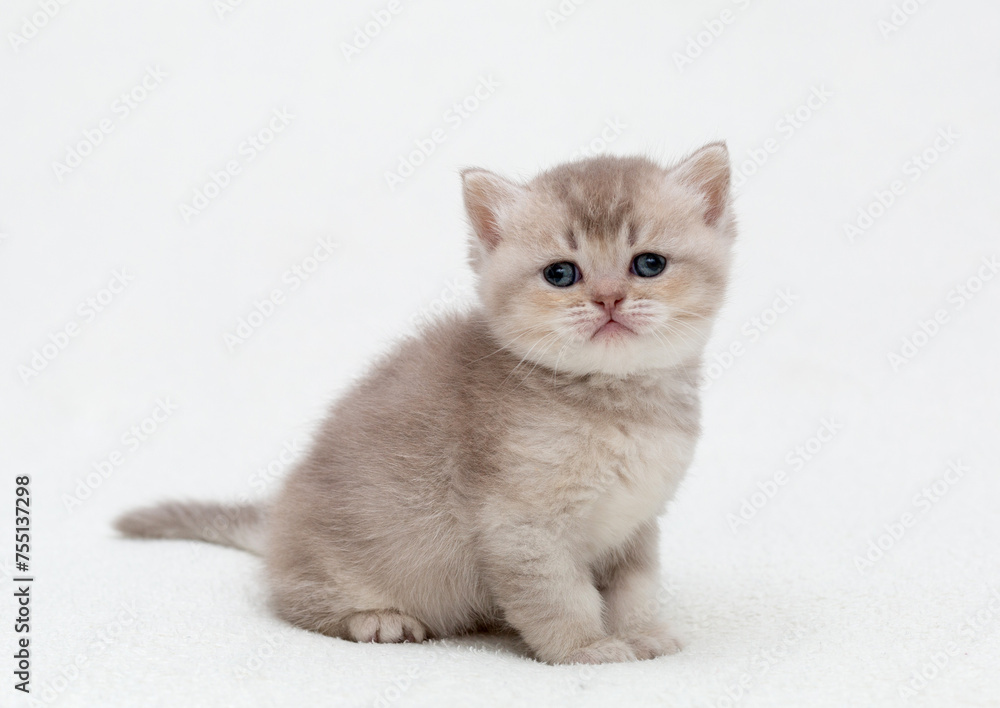 A little kitten of the British shorthair breed